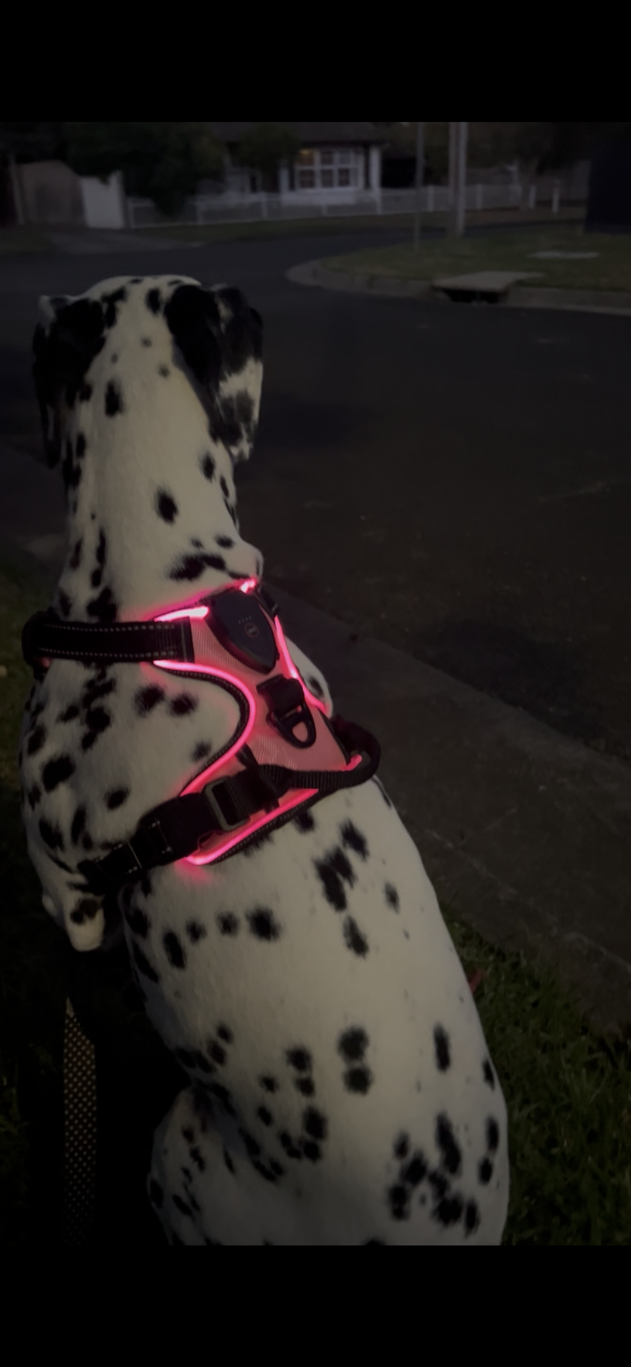 Safe and Sound Halo™ Harness