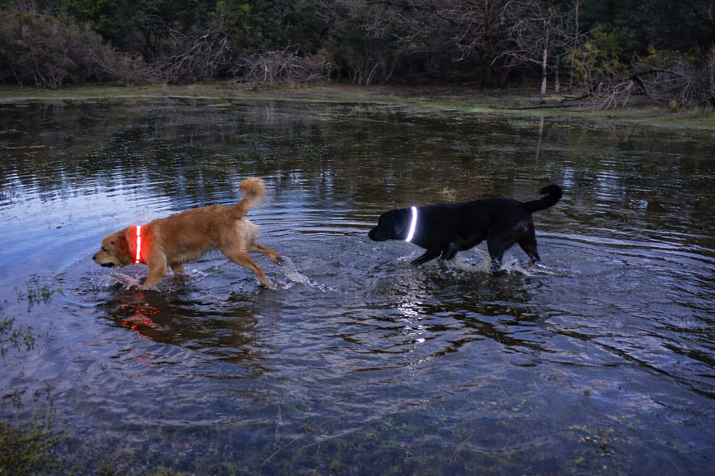 Safe & Sound Halo™ Collar