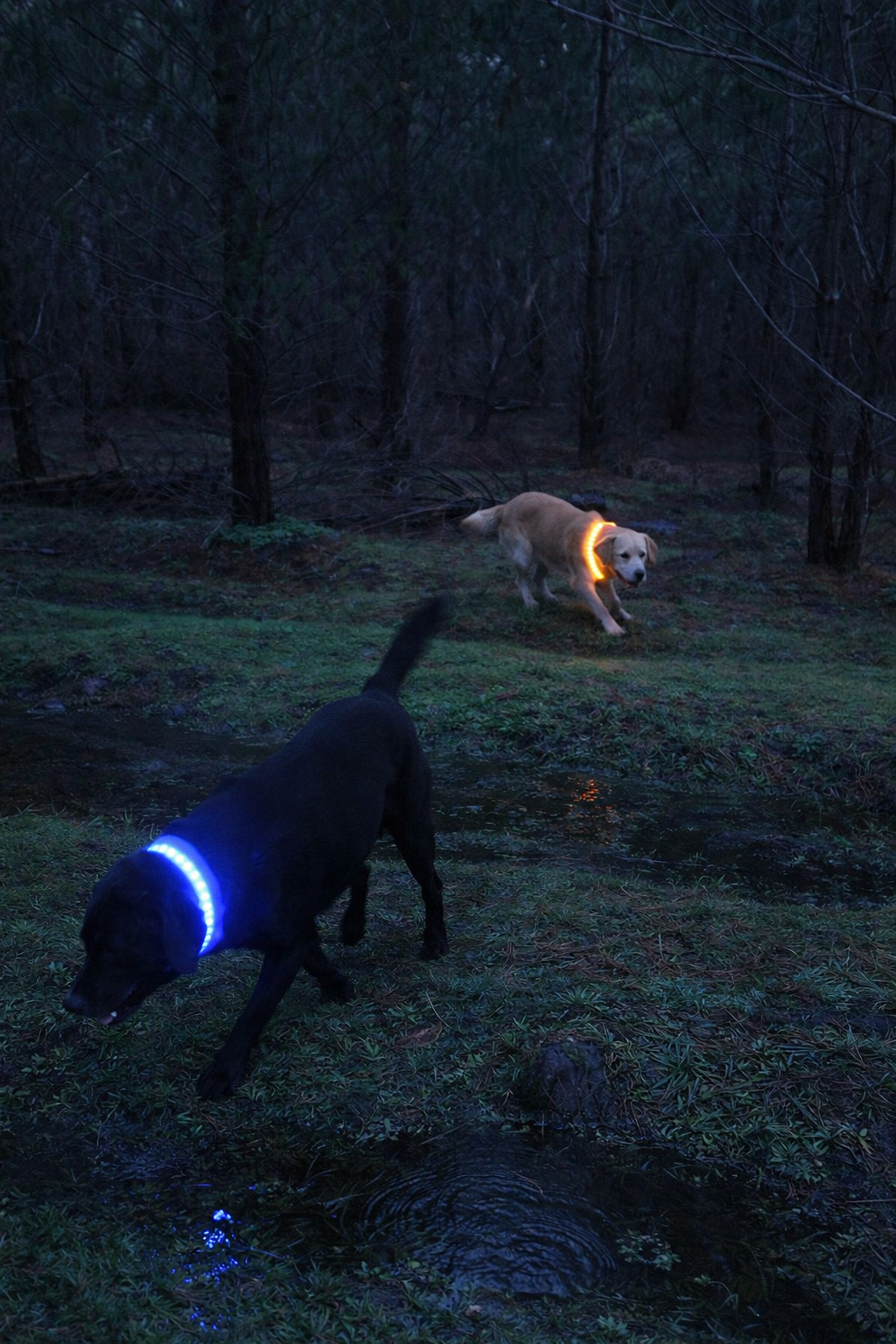 Safe & Sound Halo™ Collar